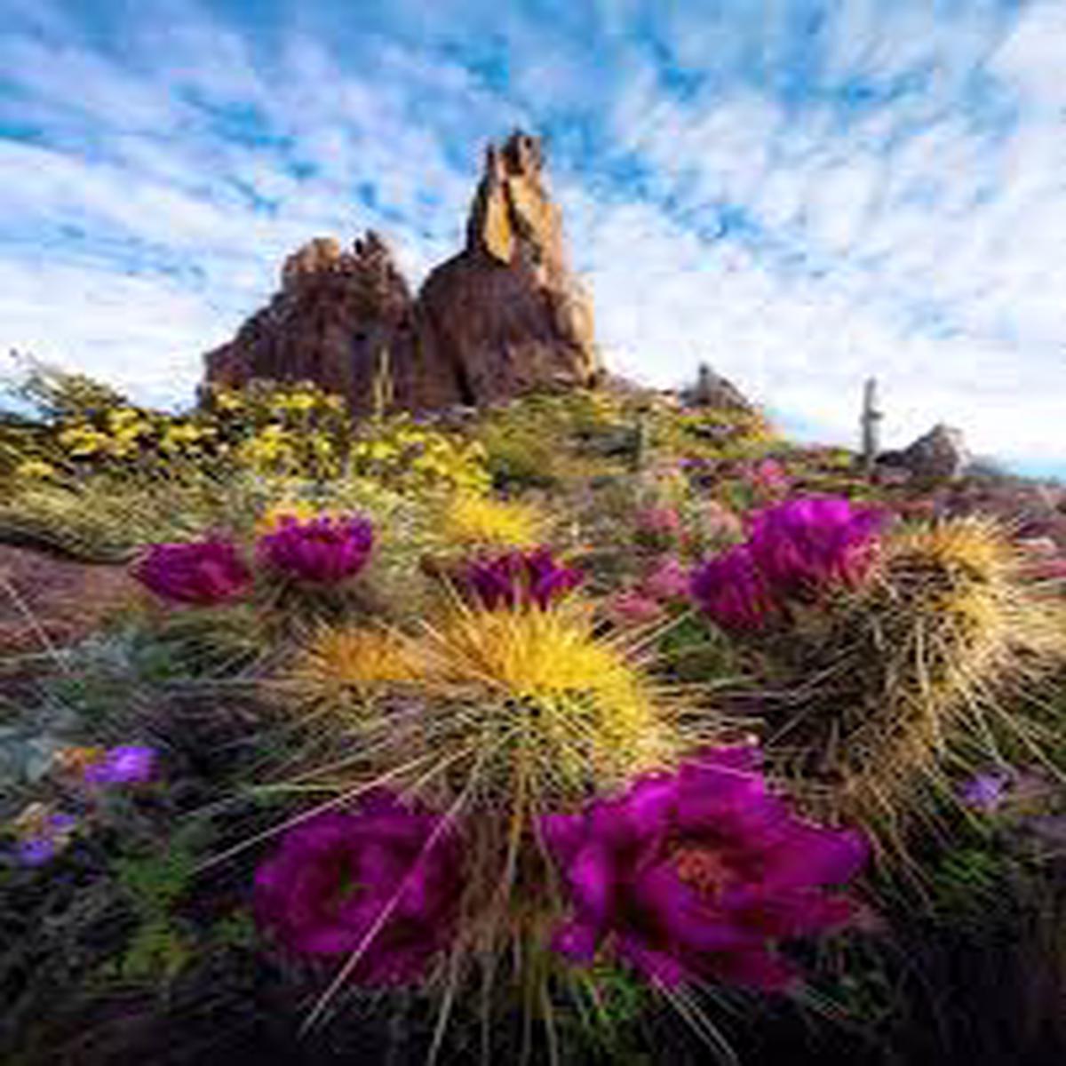 Arizona Flower Seeds for Planting Seasonal Bloomer, Heirloom & Non-GMO Seeds for Home Garden, 100pcs