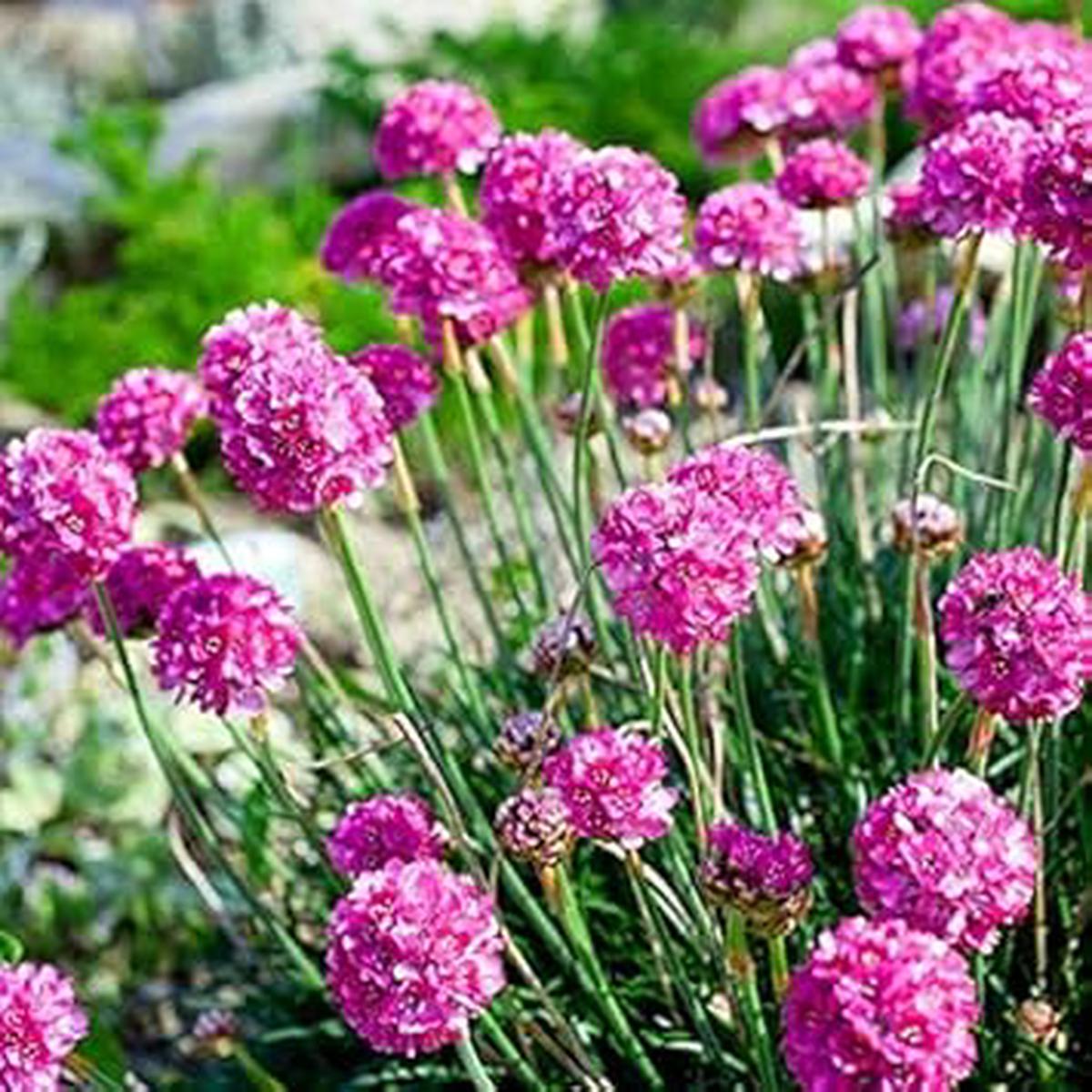 Armeria Maritima Flower seeds for Planting - Premium Quality, Heirloom & GMO Free Seeds for Home Garden