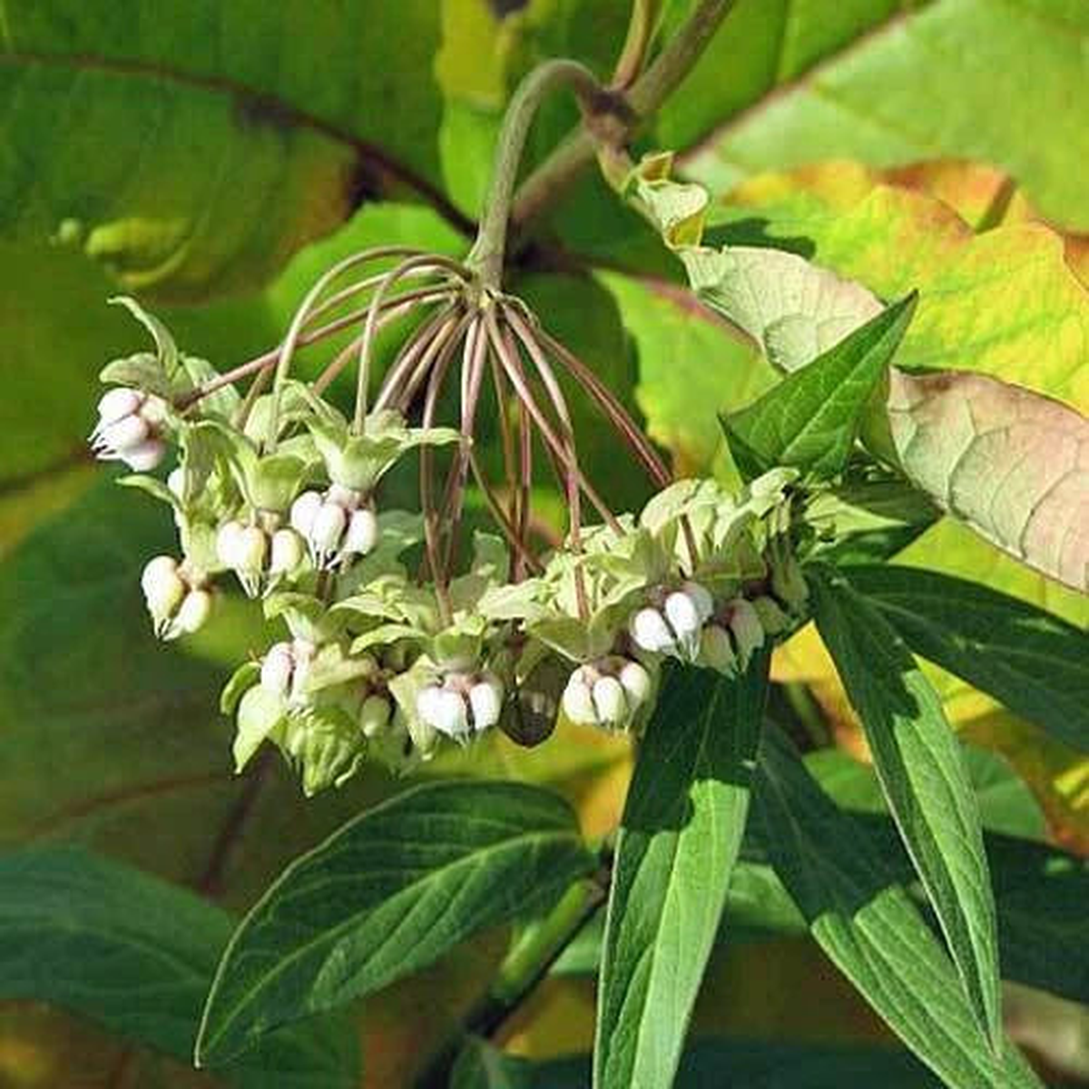 Asclepias exaltata Poke or Tall Milkweed Seeds  Heirloom, Non-GMO, High Germination Organic Garden Seeds