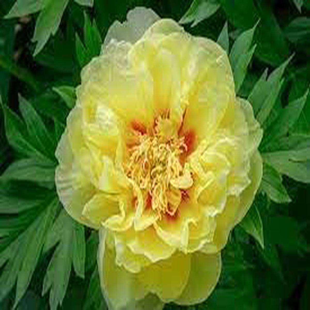 Bartzella Flower Seeds for Planting  Heirloom Non-GMO, High Germination, Hardy Variety