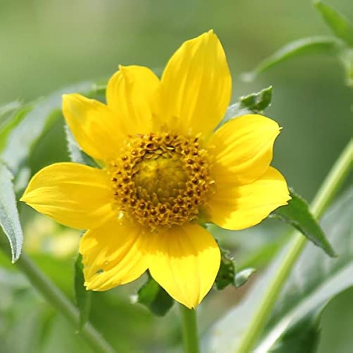 Bidens Cernua Flower Seeds for Planting  100 pcs | Heirloom Non-GMO Organic Garden Blooms