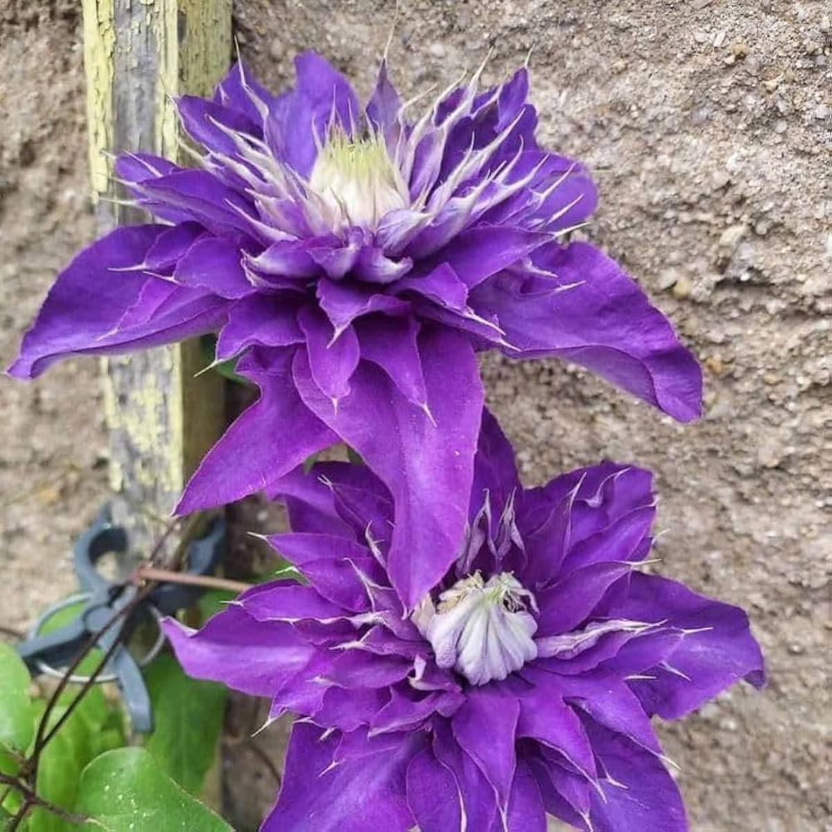 Blue Clematis Flower seeds for Planting - Cut Flower Favorite, Heirloom & GMO Free Seeds for Home Garden