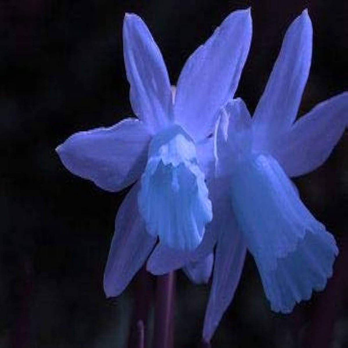 Blue Narcissus Flower Seeds Heirloom Non-GMO, High Germination Organic Garden Seeds for Planting