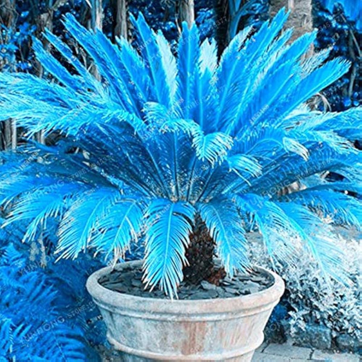 Blue Rare Cycas Sago Palm Home Garden Flower Seeds Home Garden Planting, Fragrant Organic
