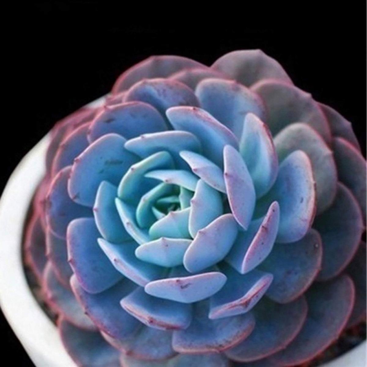 Blue Succulent Flower Seeds for Planting Heirloom, Non-GMO, High Germination Organic Garden Seeds