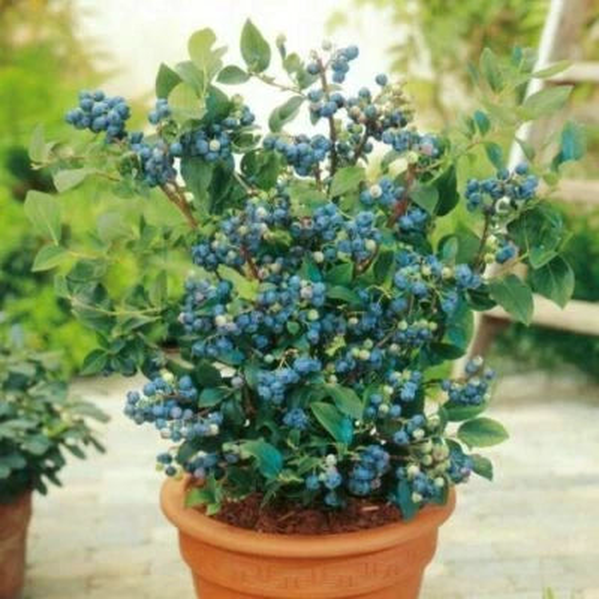 Blueberry Seeds for Planting - Dwarf Top Hat Low Bush Variety - Sweet Edible Fruits  Heirloom, Non-GMO, Edible Flowers and Leaves