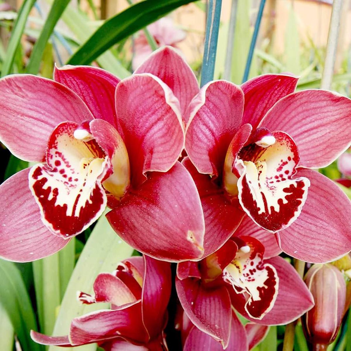 Cymbidium Faberi Flower seeds for Planting Easy to Grow Heirloom & GMO Free Seeds for Home Garden Sale
