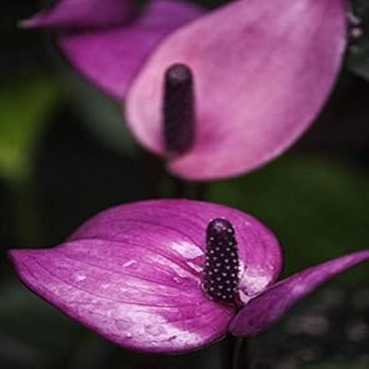 Dark Purple Anthurium Flower Seeds Heirloom, Non-GMO, High Germination Organic Garden Seeds for Planting