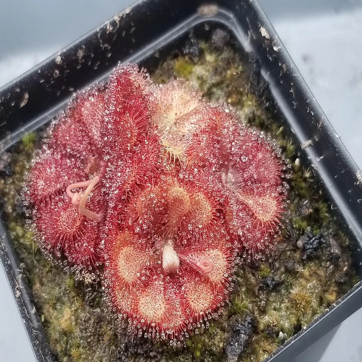 Drosera natalensis Seeds - Carnivorous Sundew Plant - Super easy to grow  Heirloom, Non-GMO, High Germination Organic Garden Seeds