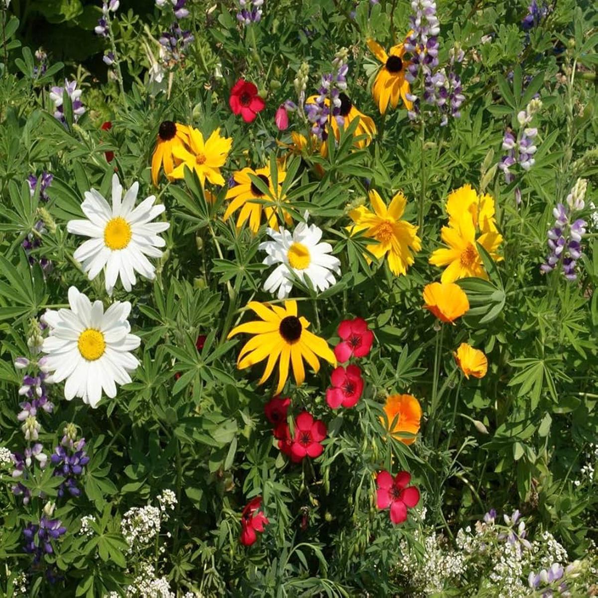 Florida & Gulf Coast Wildflower Seeds for Planting - Perfect for Flower Bed & Home Garden