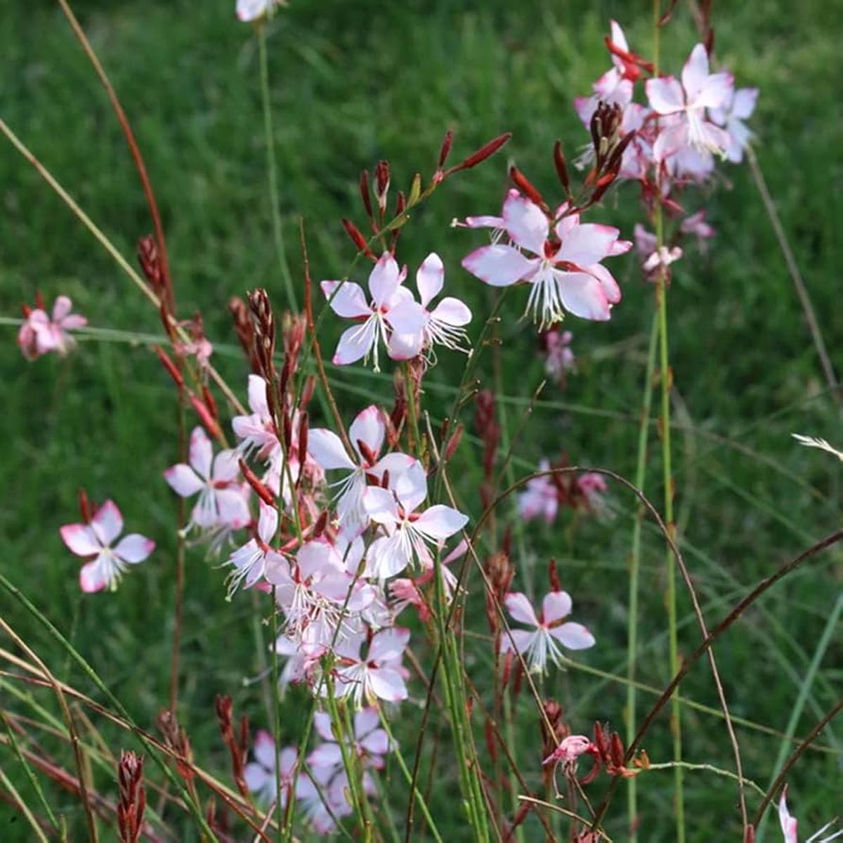 Gaura Seeds for Planting Gaura Lindheimeri flower bed wildflower garden