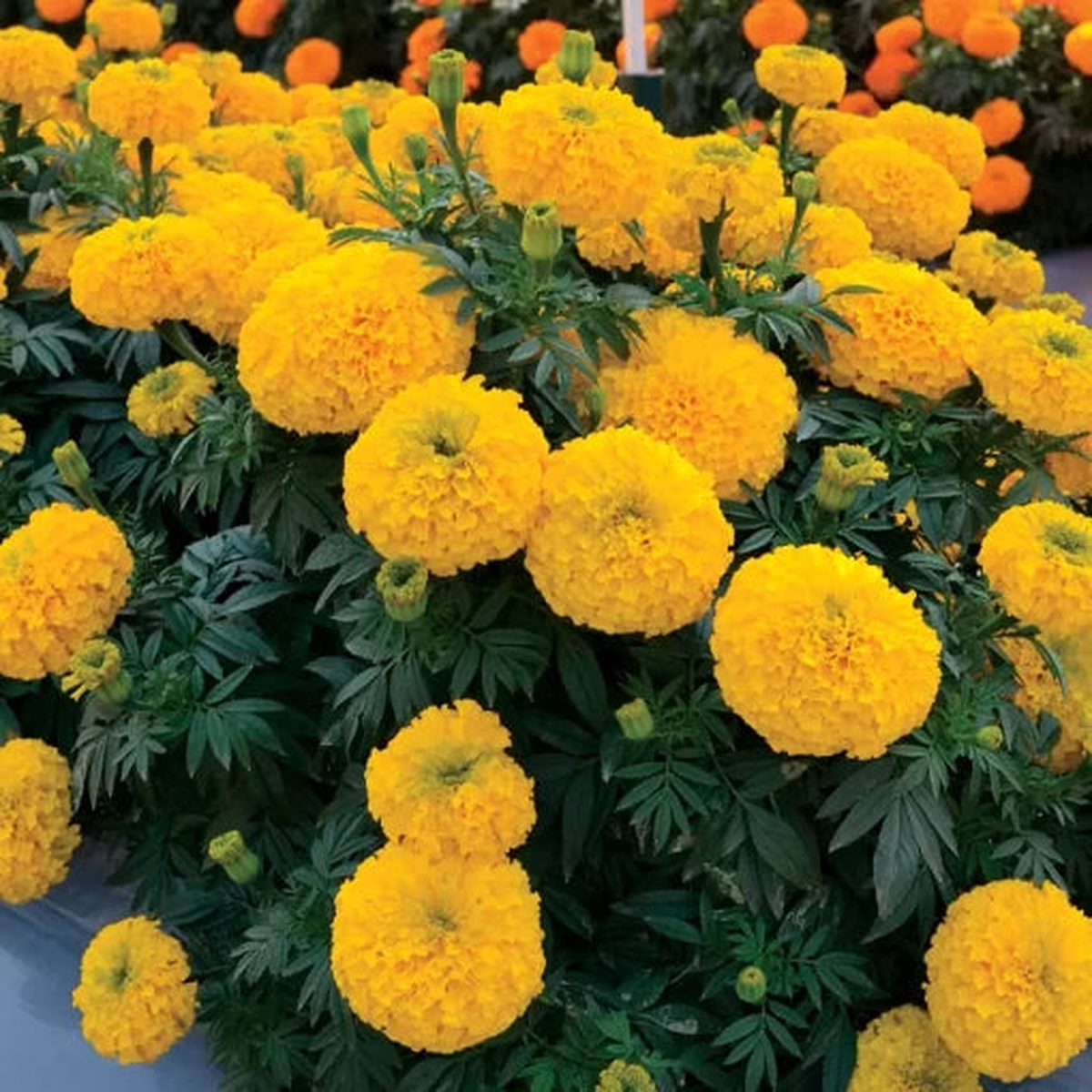 Gold Marigold Seeds | Large Bloom Bedding Marigold Variety  Heirloom, Non-GMO, High Germination Organic Garden Seeds