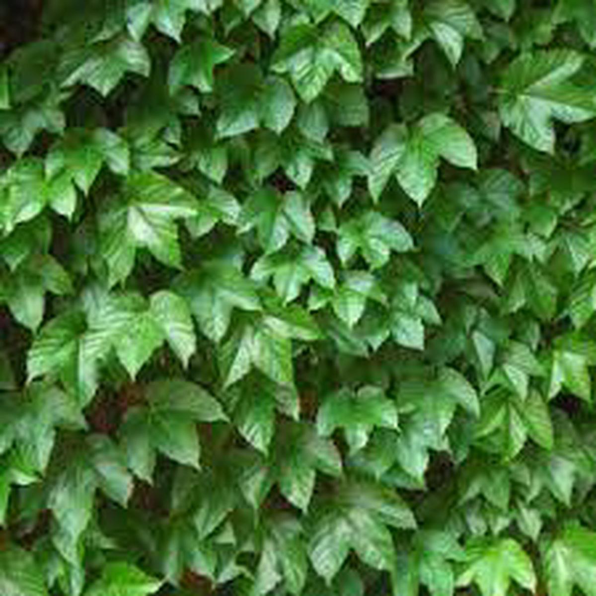 Green Boston Ivy Flower Seeds for Planting Heirloom, Non-GMO, Organic Garden Seeds
