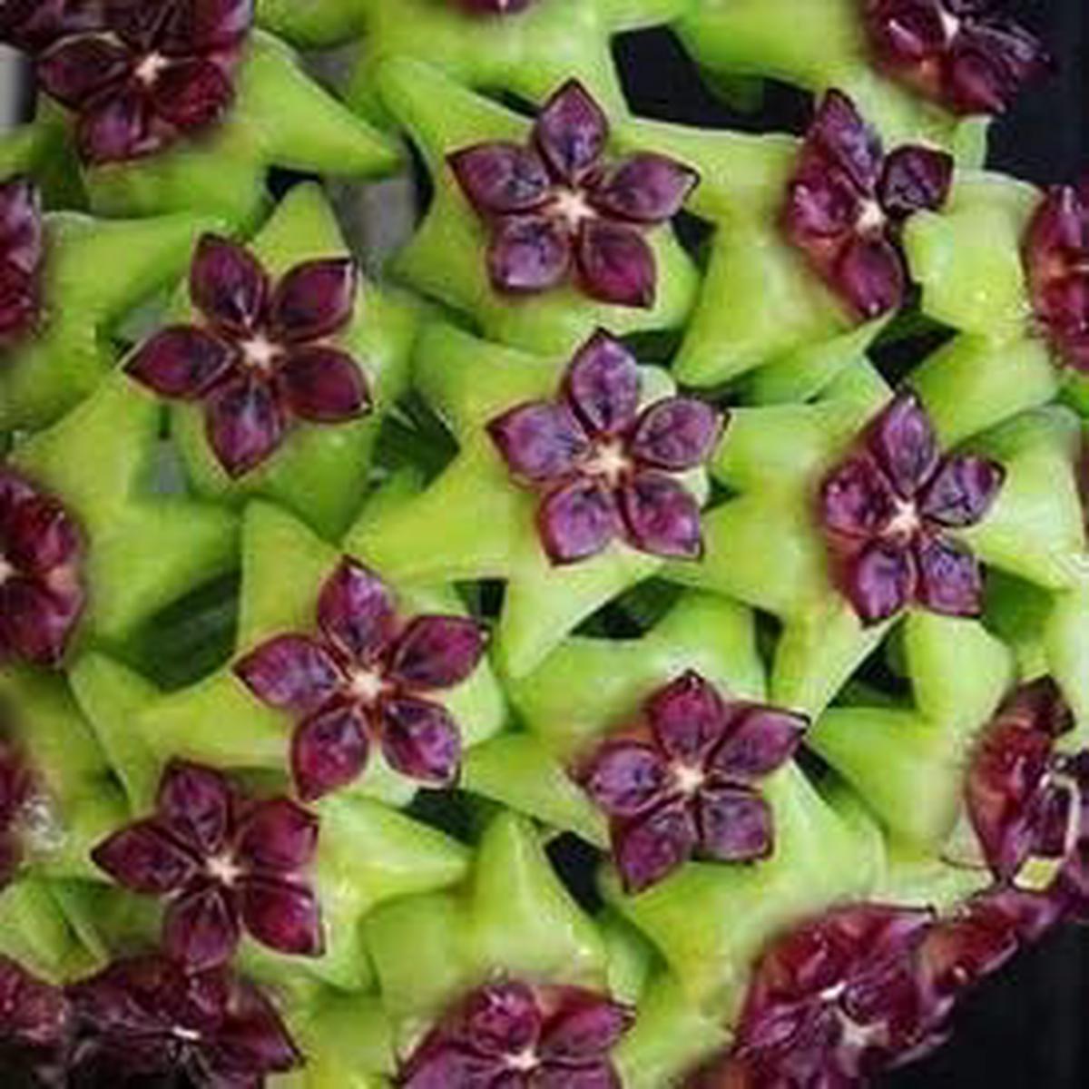 Green Maroon Hoya Flower seeds for Planting - Vibrant Colors, Heirloom & GMO Free Seeds for Home Garden
