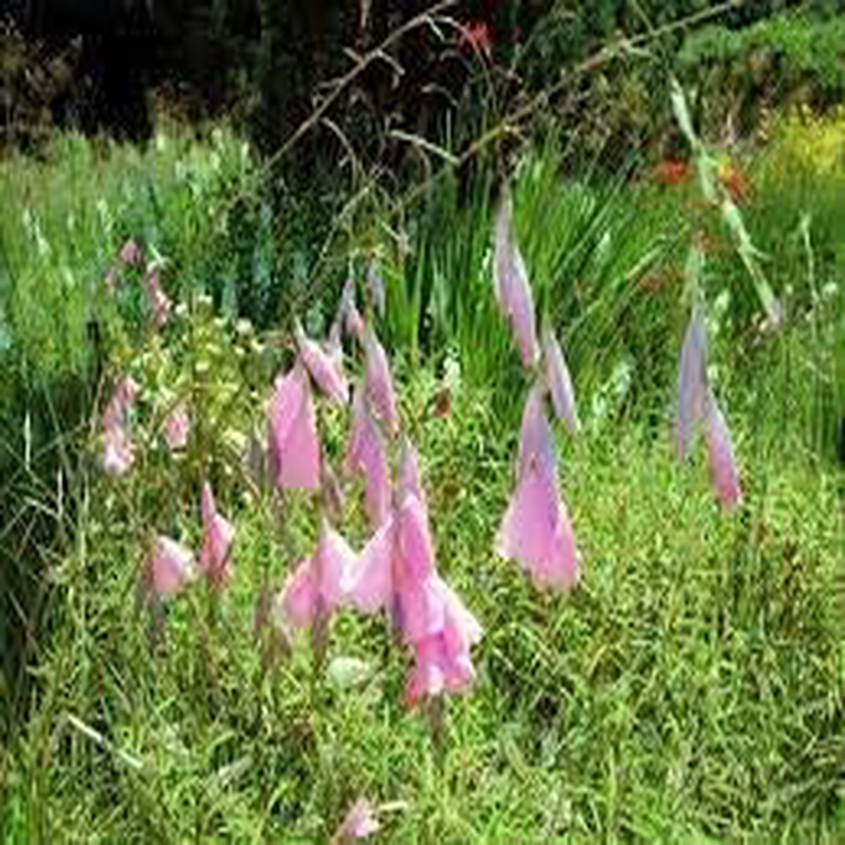 Heirloom Dierama Flower Seeds Non-GMO for Garden Planting Graceful Bell-Shaped Blooms