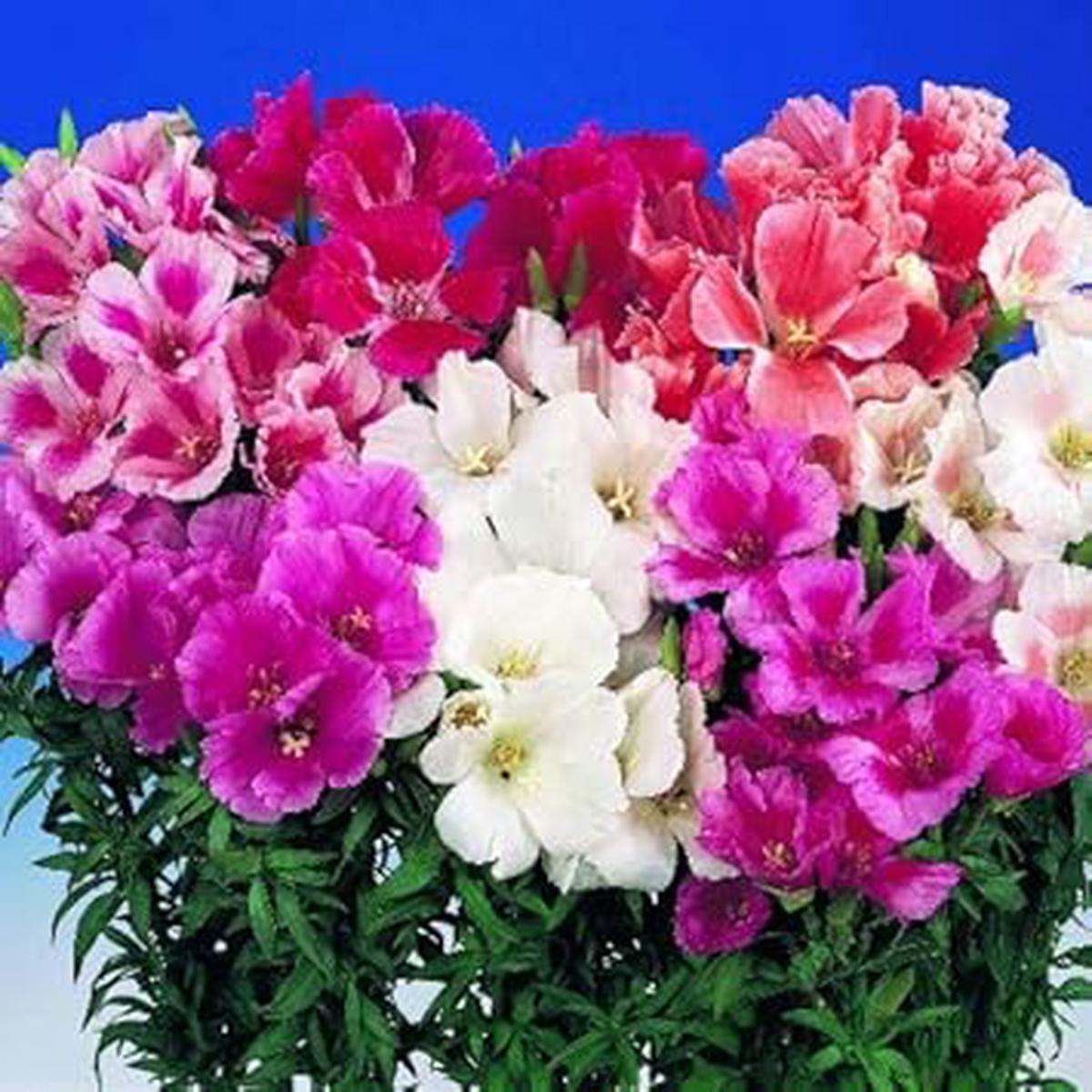 Heirloom Godetia Flower Seeds for Garden Planting Non-GMO Organic Garden Seeds with Colorful Blooms