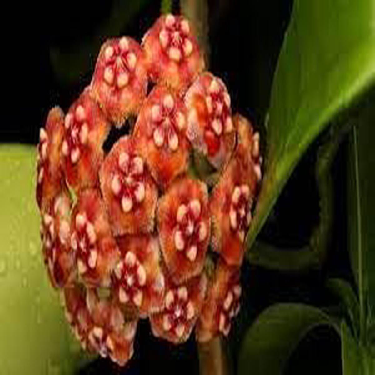Heirloom Non-GMO Light Red Hoya Flower Seeds for Planting High Germination Organic Garden Seeds