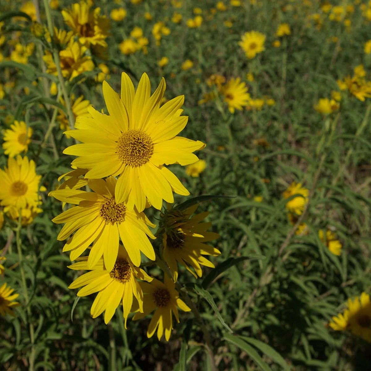 Heirloom Non-GMO Yellow Maximiliani Flower Seeds for Planting  Tall Blooms for Pollinator-Friendly Gardens