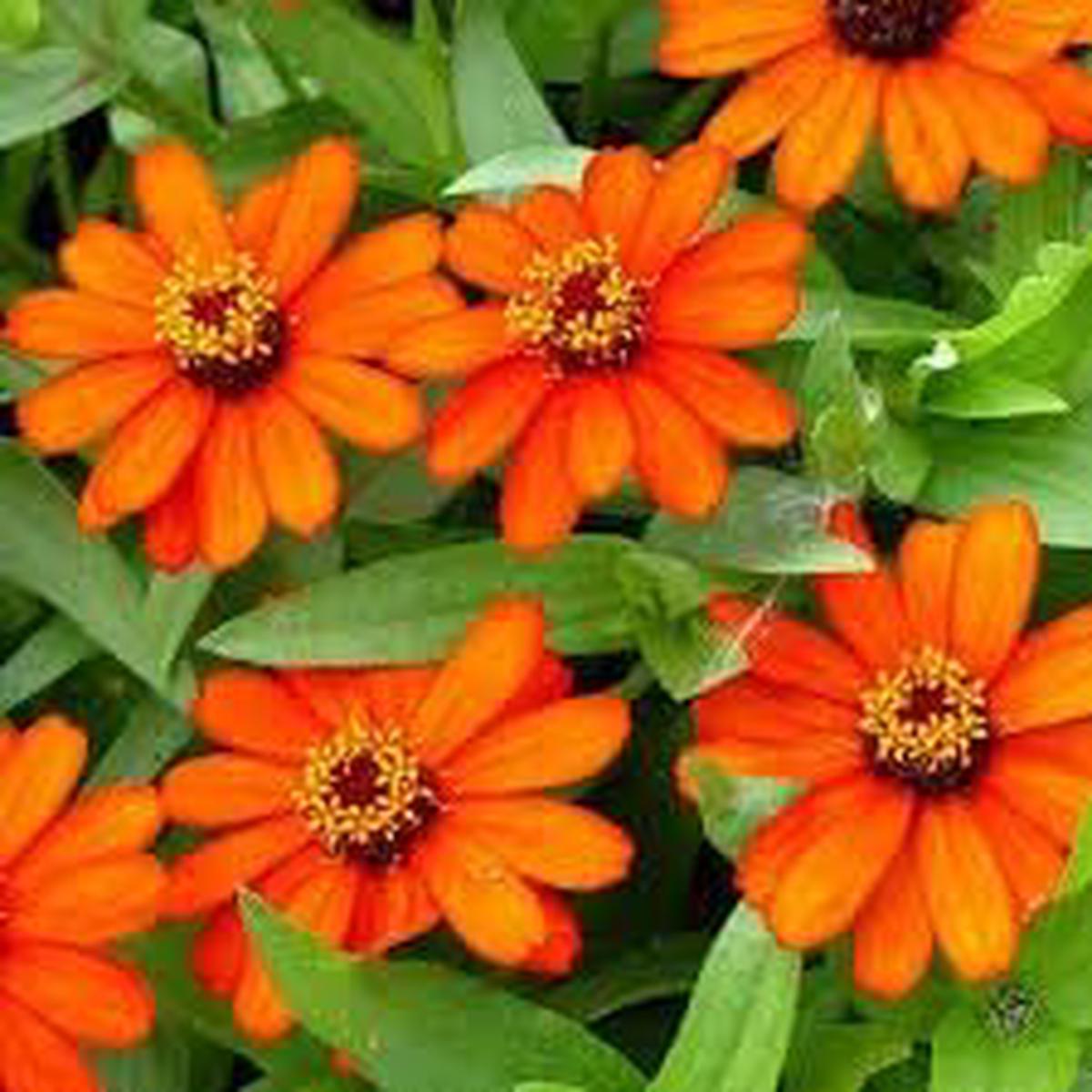 Heirloom Zinnia Profusion Flower Seeds for Planting  Heirloom, Non-GMO, Colorful Blooms