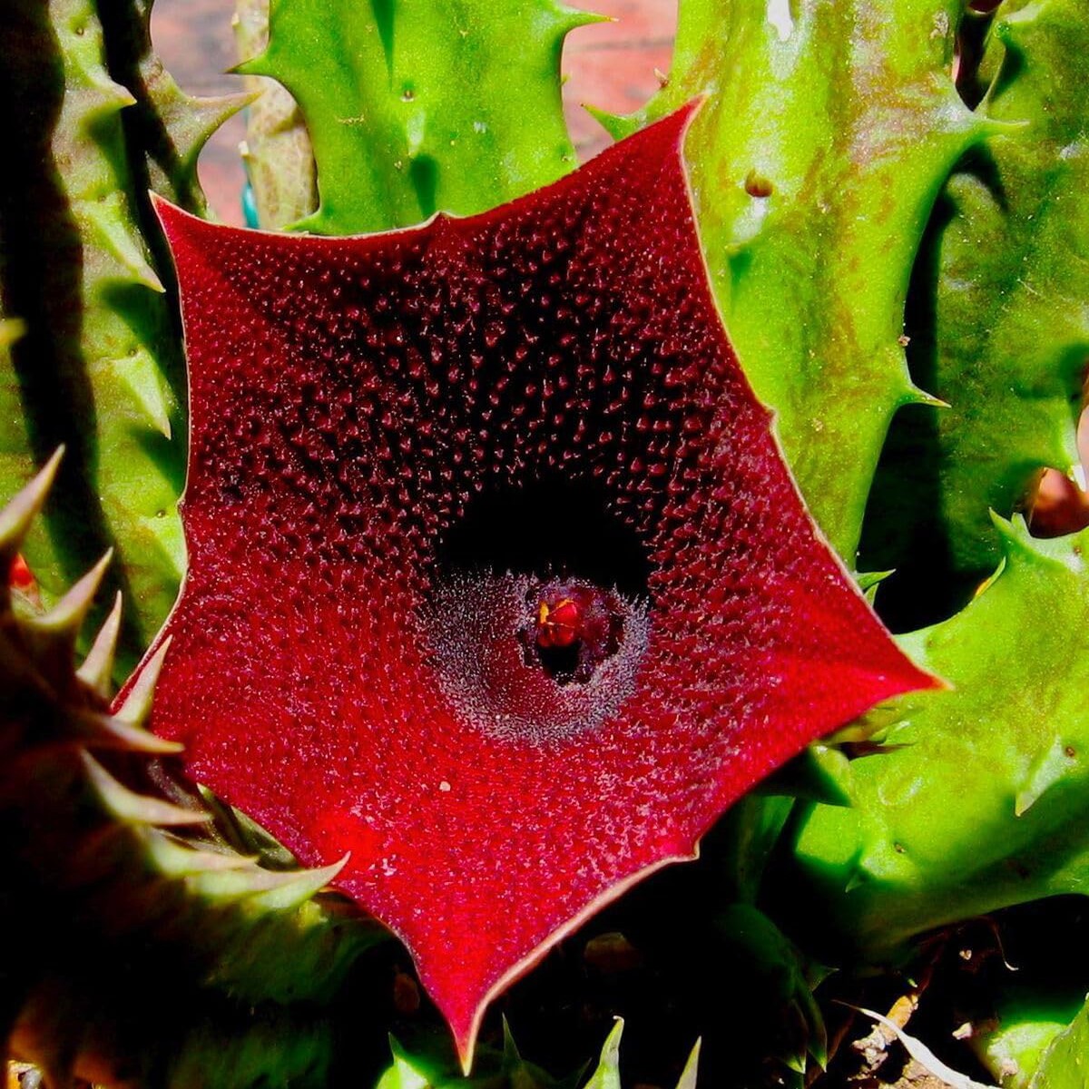 Huernia Keniensis Flower Seeds for Planting | Heirloom Non-GMO High Germination Organic Garden Seeds