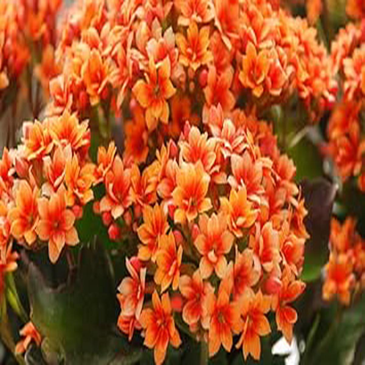 Kalanchoe Red Yellow Seeds for Planting Organic, Heirloom, Non-GMO Flower Seeds