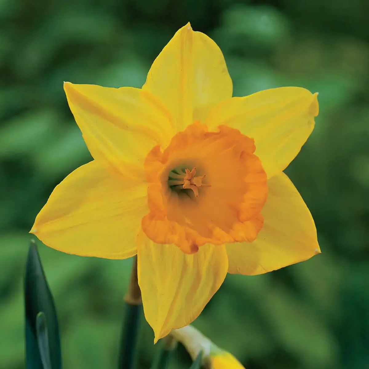 Large Cupped Daffodil Fortune Flower Seeds for Planting  Heirloom Non-GMO Quality