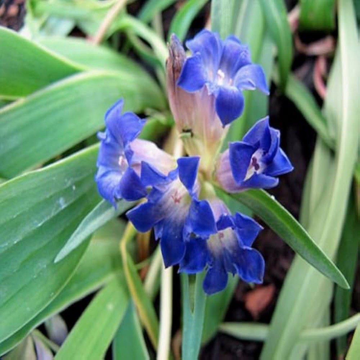 Largeleaf Gentian Gentiana Macrophylla Flower For Planting In Home Garden Shaded Borders Flower