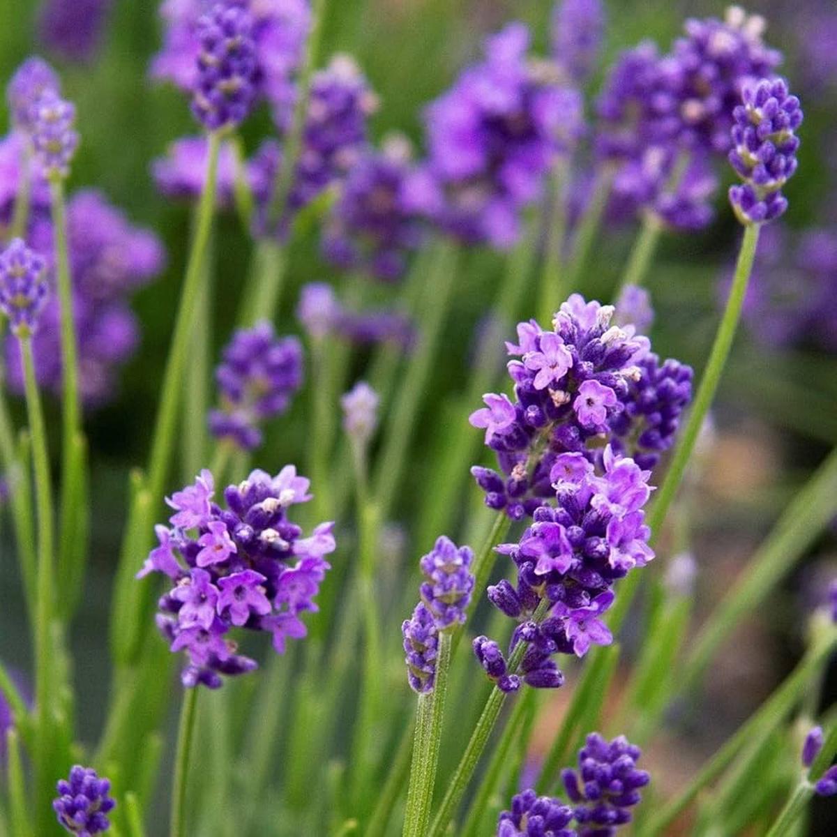 Lavender Vera Flower Seeds for Planting  Heirloom, Non-GMO, Seasonal Bloomer Organic Garden Seeds