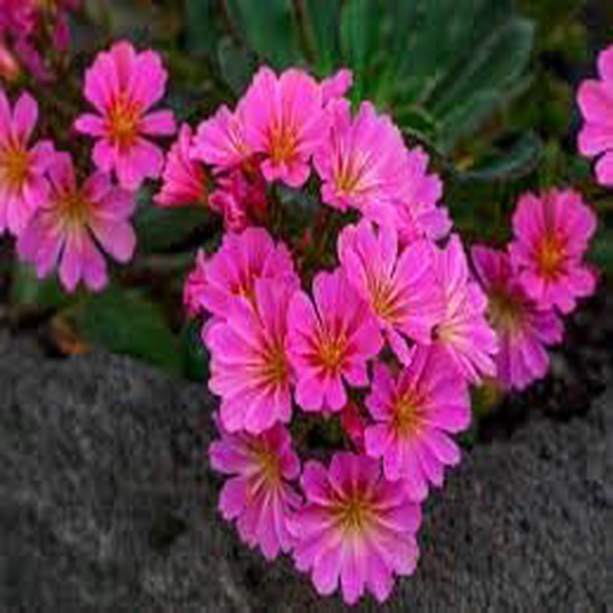 Lewisia Flower Seeds for Garden Planting Non-GMO Heirloom Organic Garden Seeds, High Germination