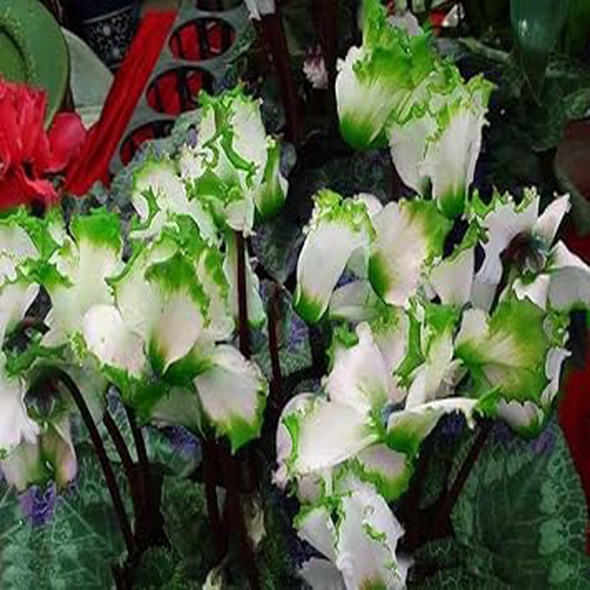 Light Green Cyclamen Flower Seeds for Planting Non-GMO, Heirloom, High Germination Seeds