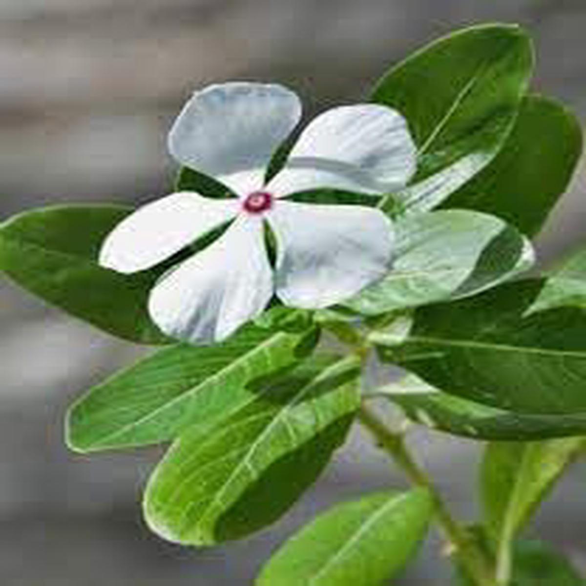Madagascar Flower seeds for Planting Fragrant Blossoms Heirloom & GMO Free Seeds for Home Garden