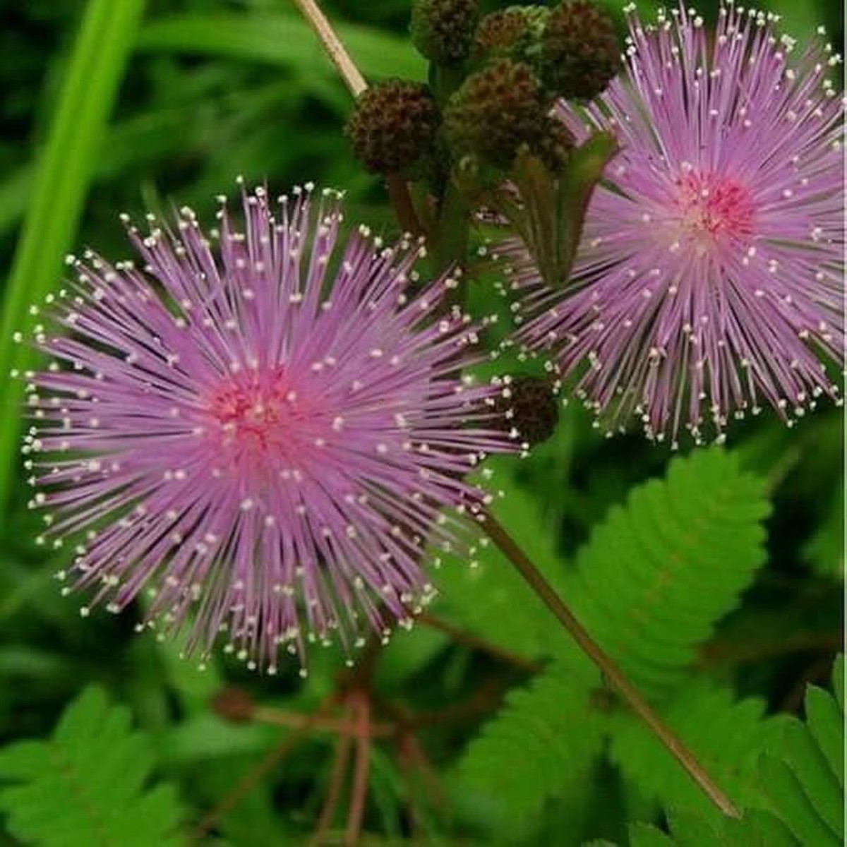Mimosa Fun Kids Moving Leaves Fairy Garden Flower Seeds for Home Garden Planting, Colorful Organic