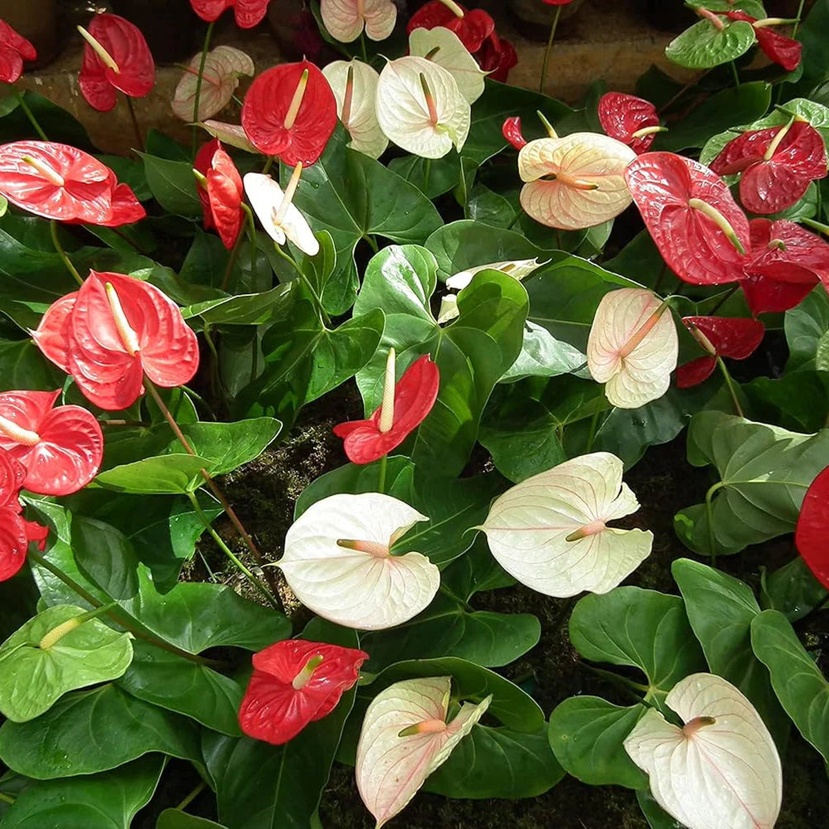 Mixed Anthurium Andraeanum Flower seeds for Planting - Bright Blooms, Heirloom & GMO Free Seeds for Home Garden
