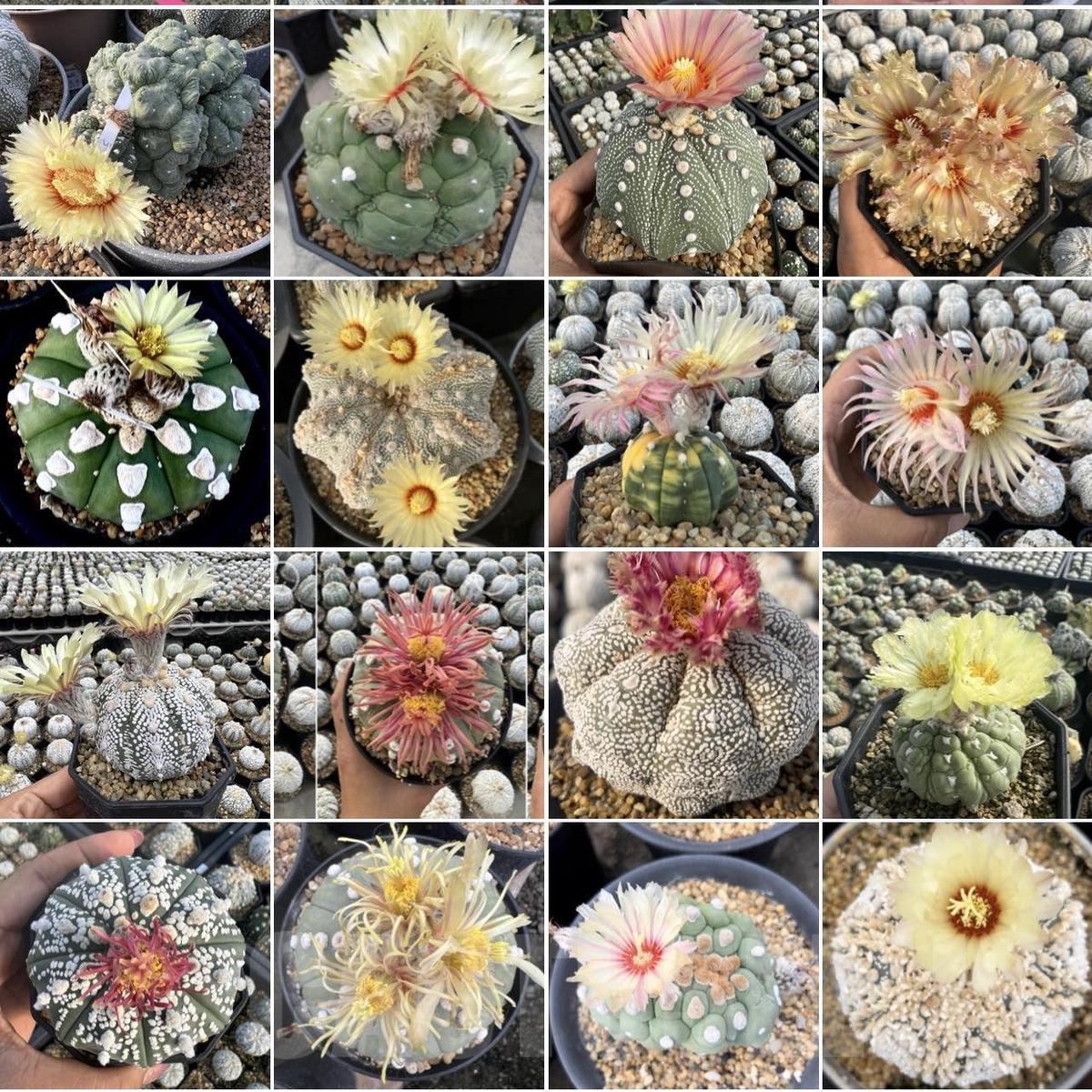 Mixed Astrophytum Flower Seeds for Planting | Heirloom Non-GMO High Germination Organic Garden Seeds