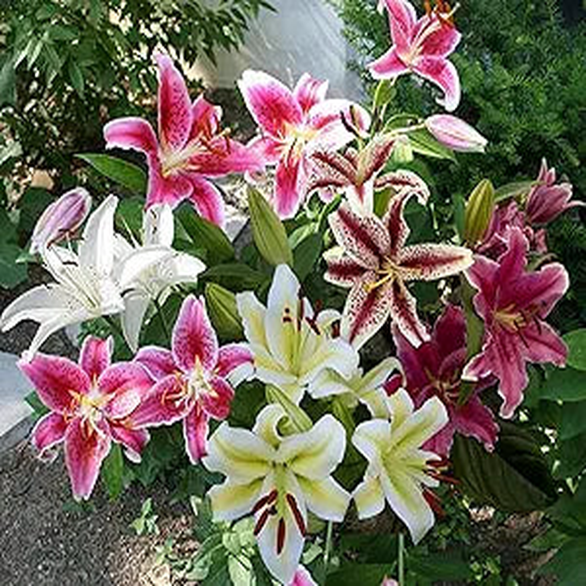 Mixed Color Special Blue Heart Lily Seeds for Home Garden