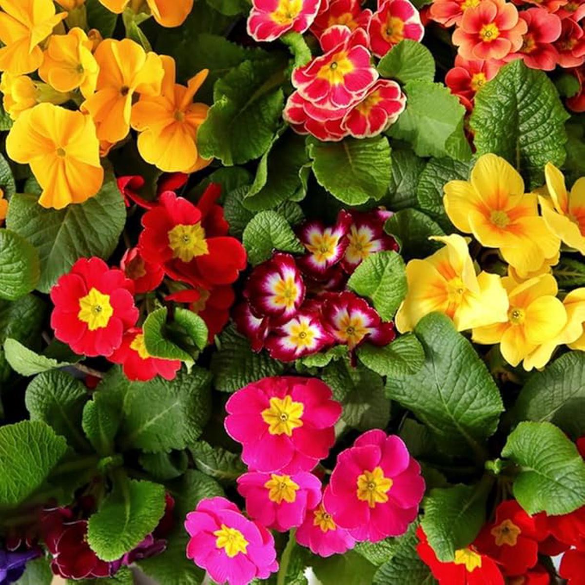 Multi-Colored Primula Malacoides Flower Seeds for Planting  Heirloom, Non-GMO, High Germination Organic Garden Seeds