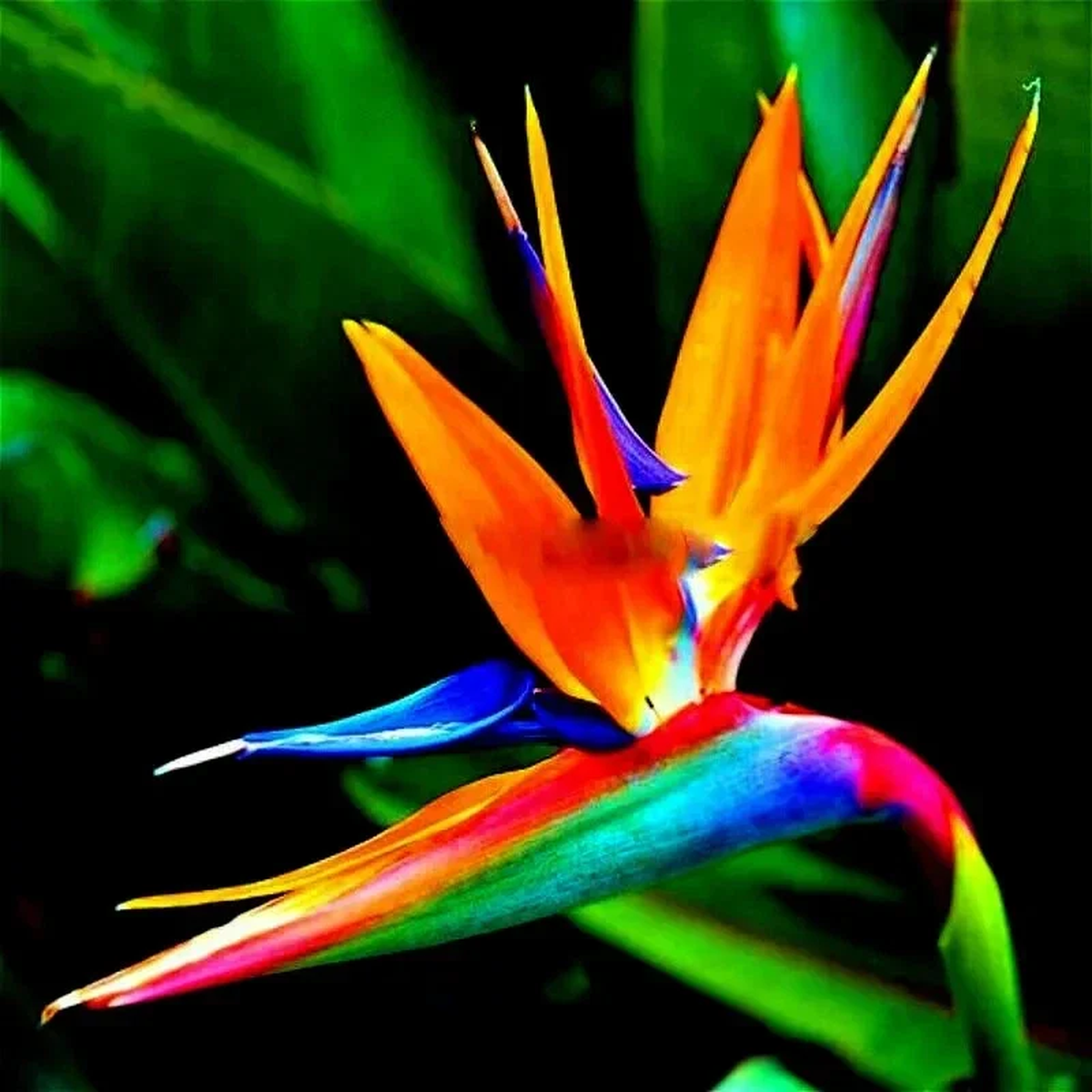 Orange Bird of Paradise Seeds - Strelitzia reginae Tropical Crane Flower 10 Seeds