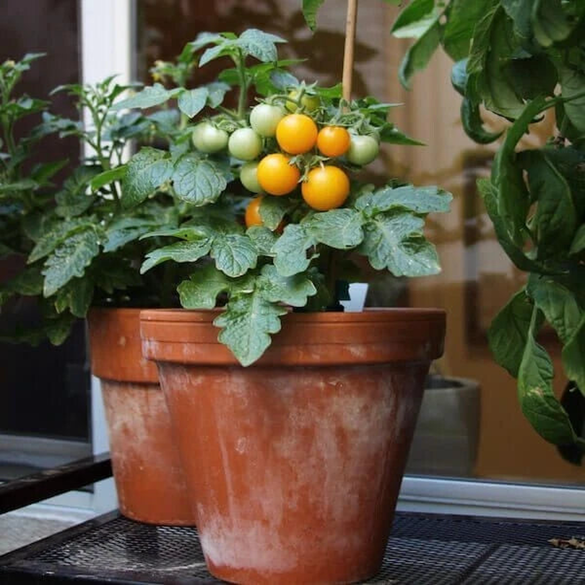Orange Hat Yellow or Tiny Tim red - Dwarf Micro Tomato seeds - GMO  Heirloom, Non-GMO, High Germination Organic Garden Seeds