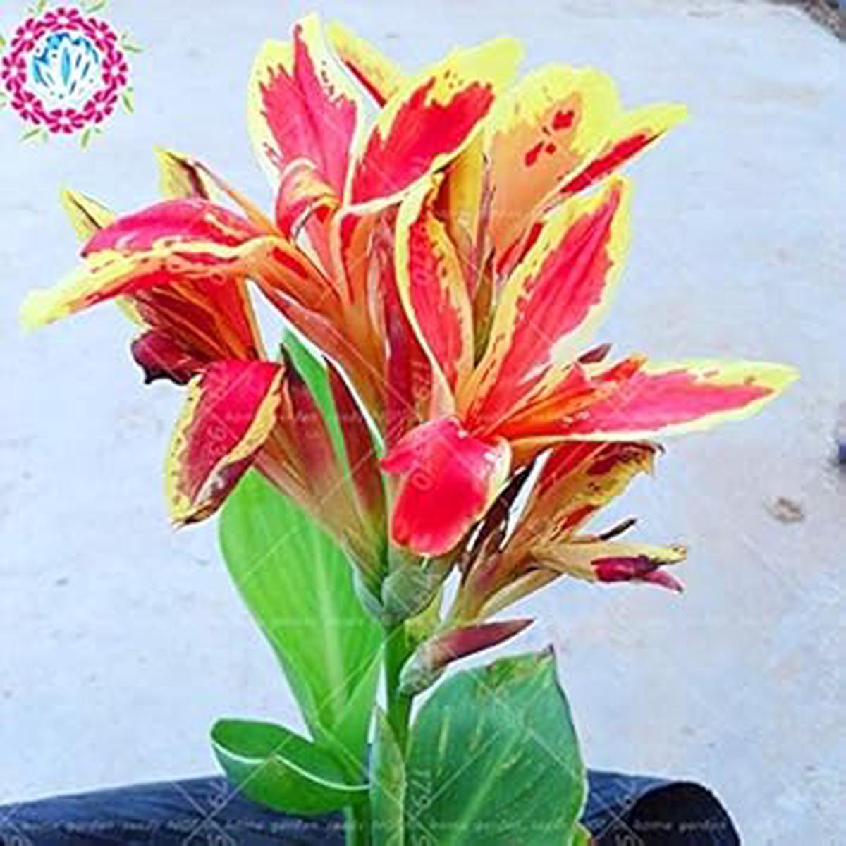 Orange Indica Flower Seeds for Planting  Organic, Heirloom, Non-GMO Tropical Garden Seeds