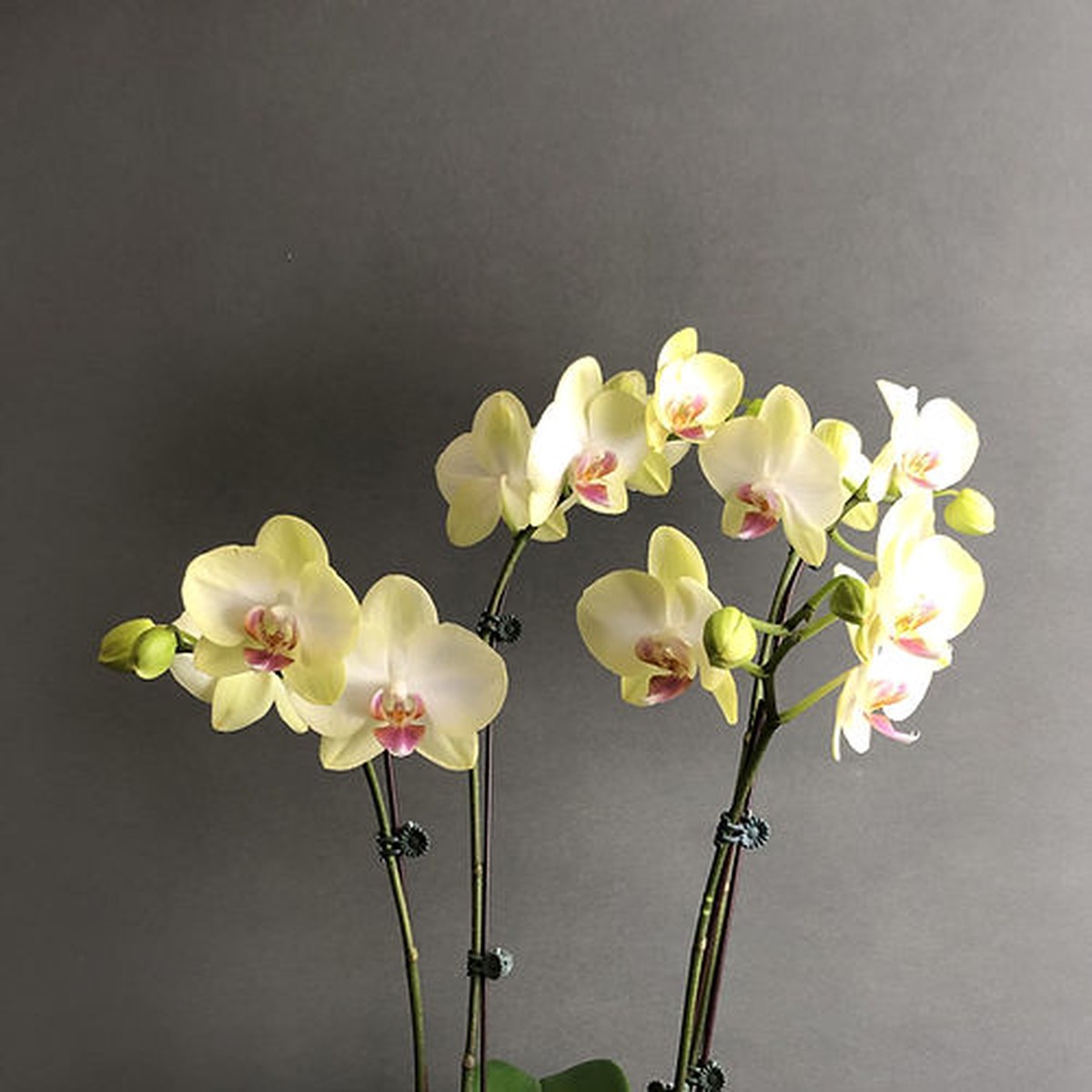 Organic Heirloom Non-GMO Light Yellow Orchid Seeds for Planting  Fresh Vibrant Blooms