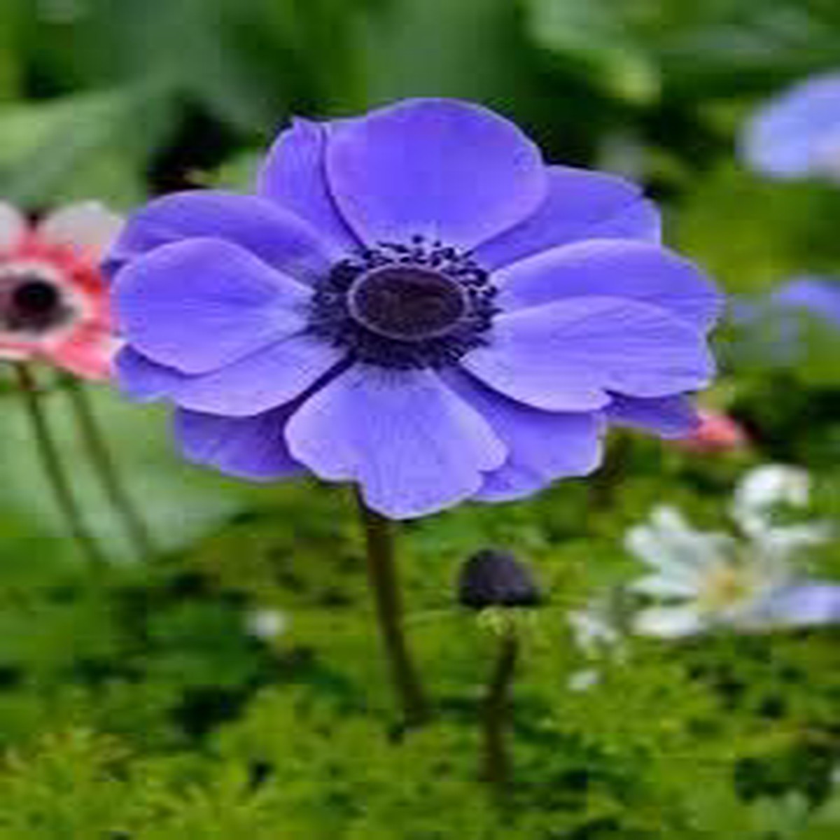 Organic Light Violet Anemone Flower Seeds for Planting Heirloom, Non-GMO, High Germination Garden Seeds