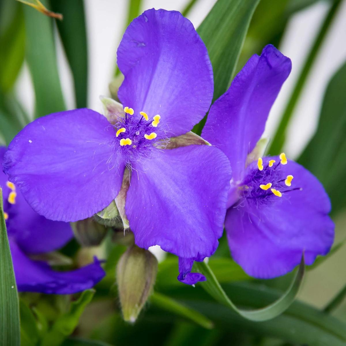 Organic Purple Spiderwort Flower Seeds for Planting Heirloom, Non-GMO
