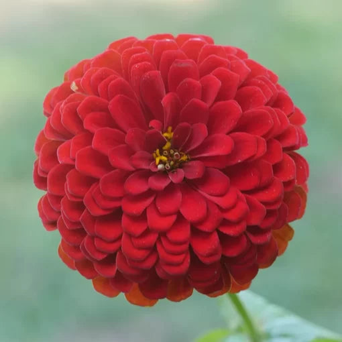 Park Picks Deep Red Zinnia Seeds | Intense Deep Red Zinnia Variety  Heirloom, Non-GMO, High Germination Organic Garden Seeds