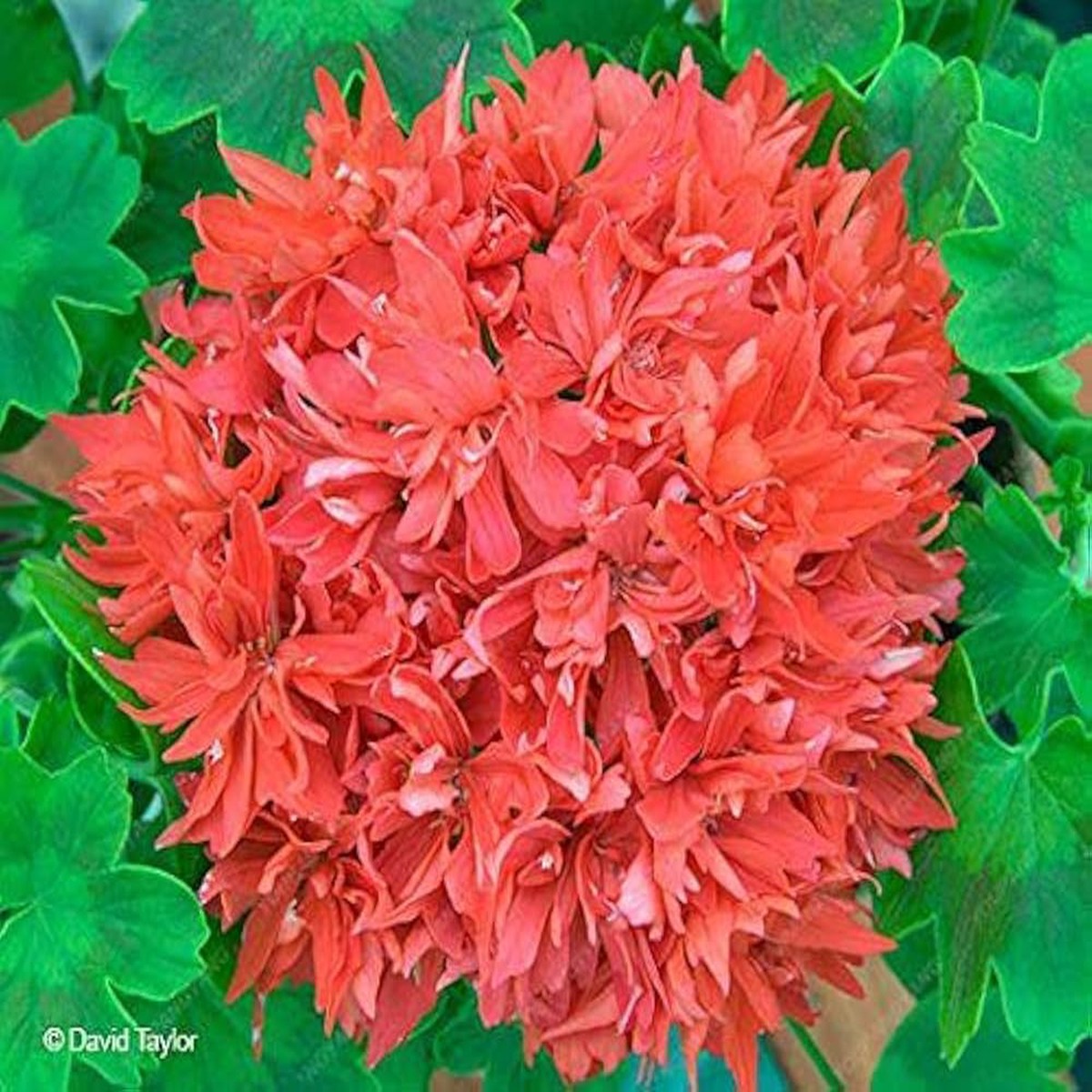 Pelargonium Peltatum Geranium Flower For Planting Flower Seeds for Home Garden Planting, Exotic