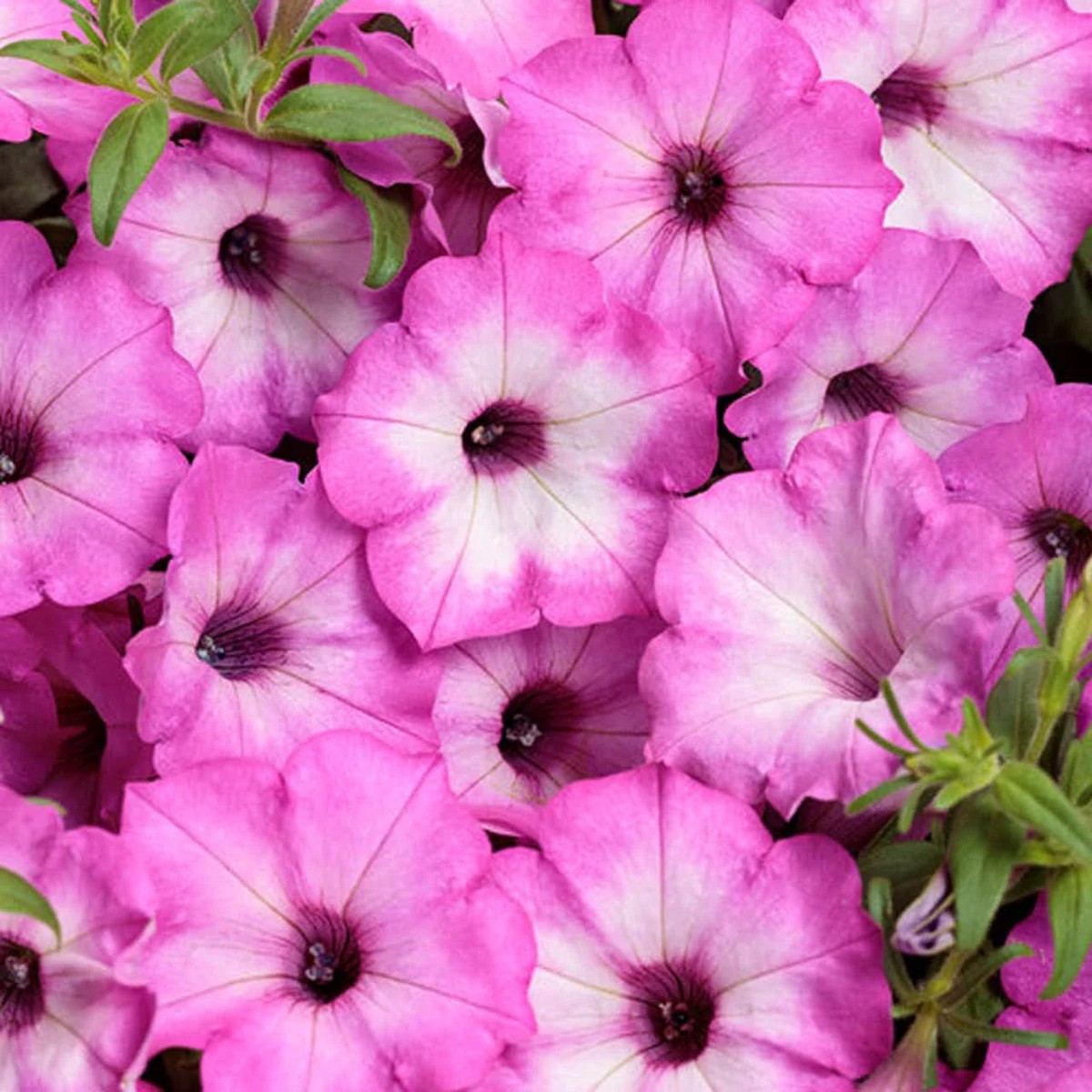 Petunia Rare Garden Flower Flower Seeds for Home Garden Planting, Blooming Organic Blooming
