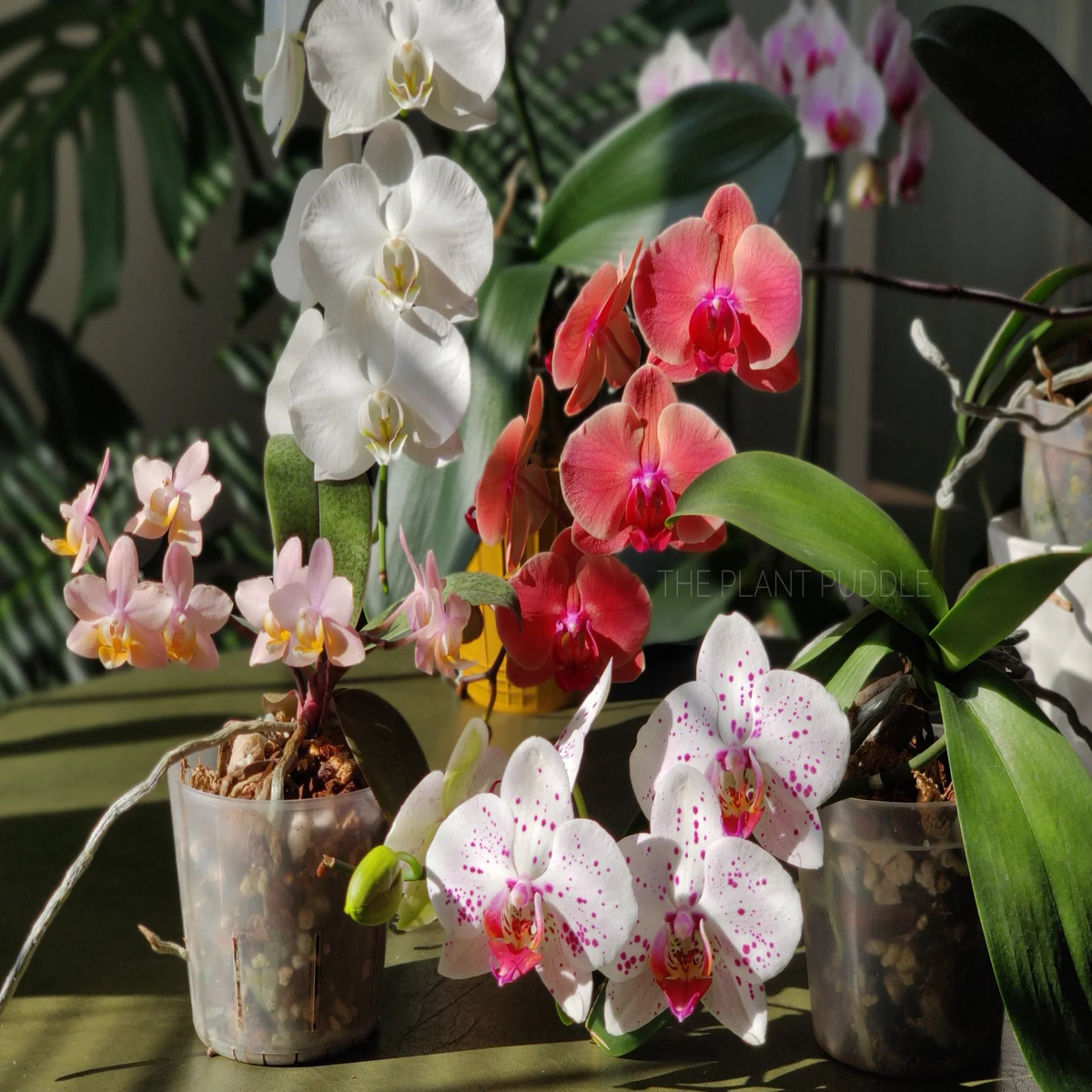 Phalaenopsis Mix Flower Seeds for Planting Beautiful Orchid Variety