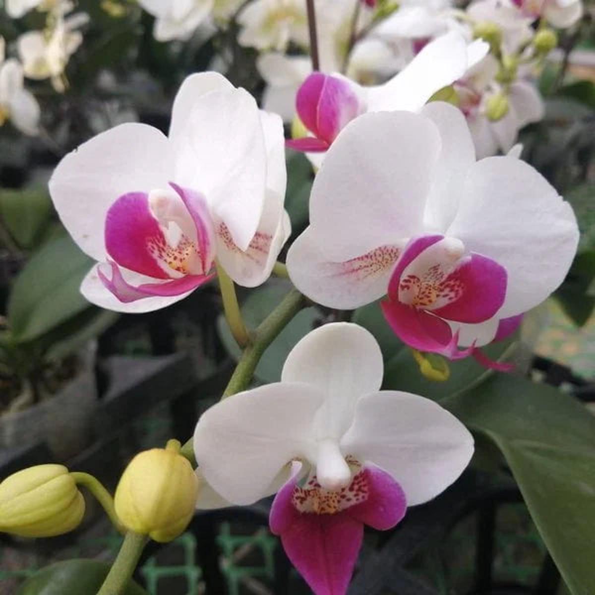 Phalaenopsis orchids flowers planting Flower seeds for Planting Long Bloom Season Heirloom & GMO Free Seeds for Home Garden