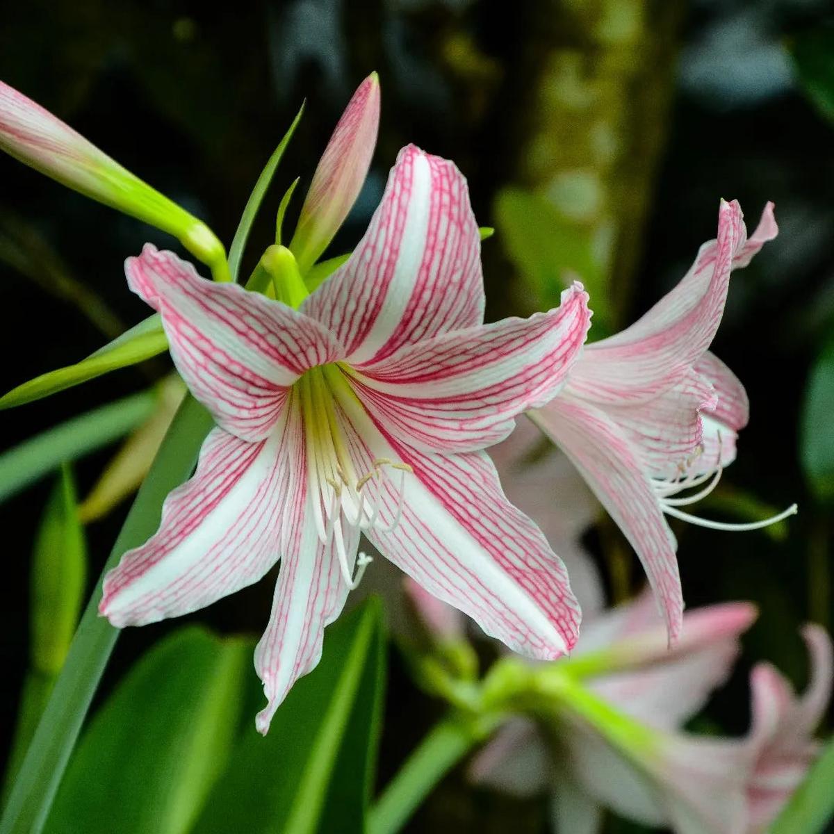 Pink Hippeastrum Rutilum Flower seeds for Planting - Sun Loving, Heirloom & GMO Free Seeds for Home Garden