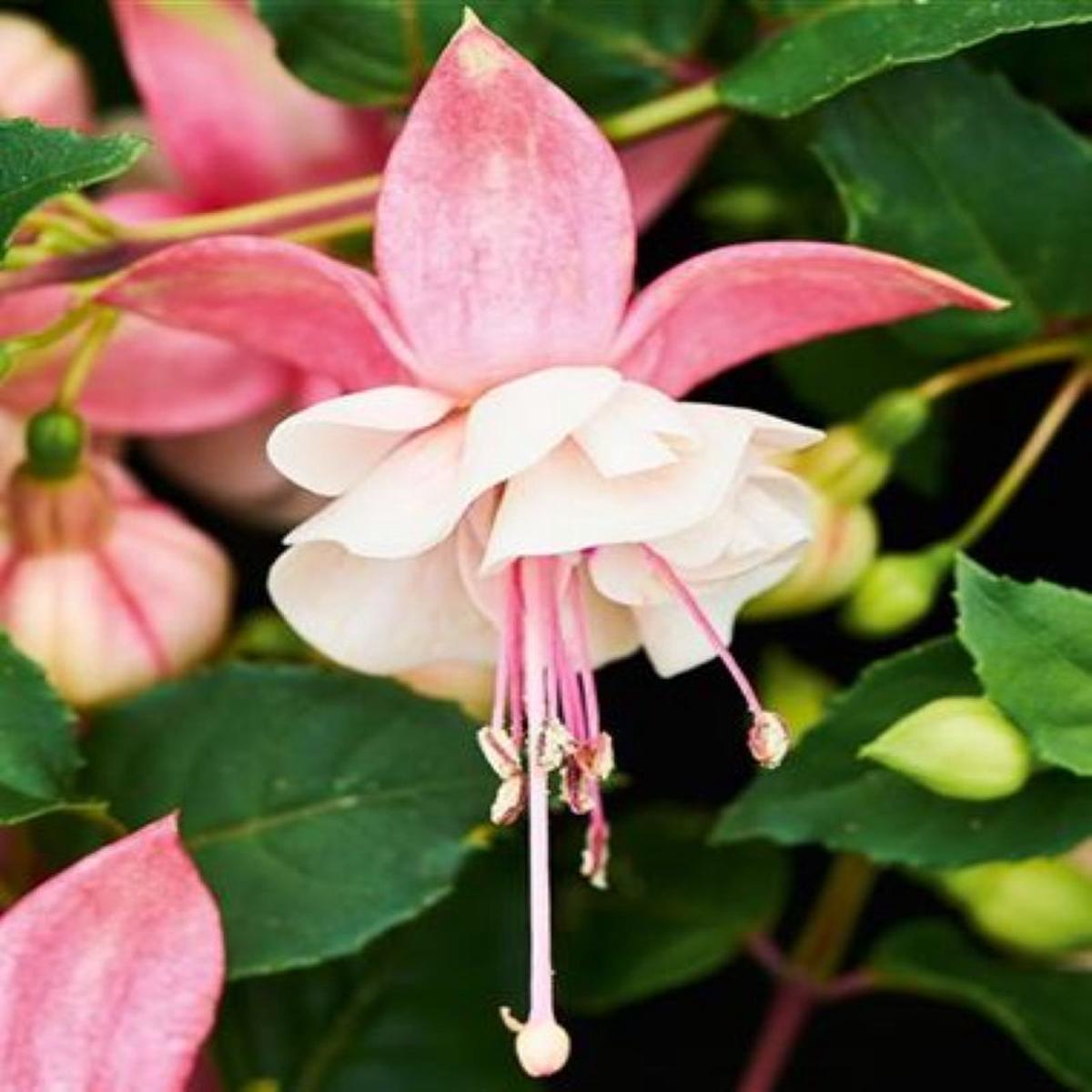 Pink White Fuchsia Flower Seeds for Planting  Heirloom Non-GMO High Germination Blooms