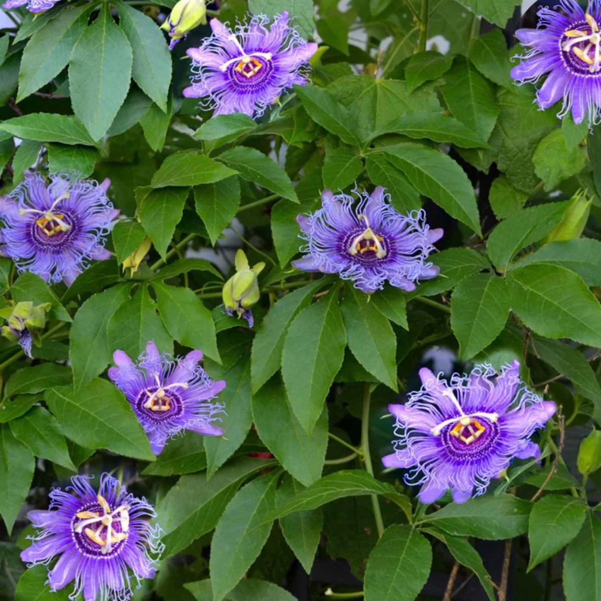 Purple Passion Vine Flower Seeds for Planting Heirloom, Non-GMO, Easy to Grow, Perennial
